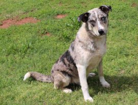Adopt this blue merle and white Australian Shepherd and Catahoula Leopard Hound Mix