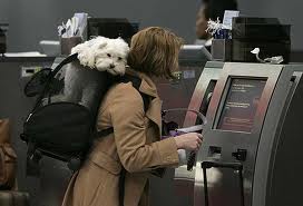 Airline Pet Policy Questions