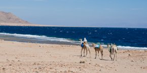 Camel ride along Red Sea