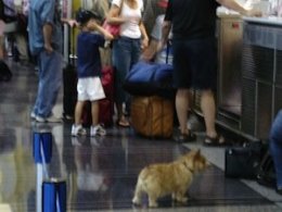 Dog at the airport