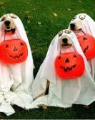 Dogs on Halloween