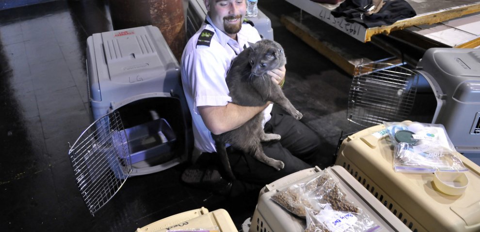 Travel dogs on plane