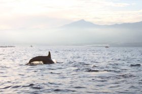 There are still pockets of serenity amid the chaos of southern Bali. Image by Samantha Chalker.