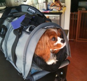 Travel Dog Carriers