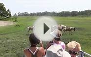 Assateague Island from Chincoteague