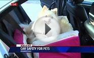 Does Your Dog Need a Car Seat?