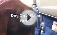 Dog On a Plane (Part 1)
