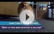 Lake Tahoe Snow Report (and dog humps pillow)