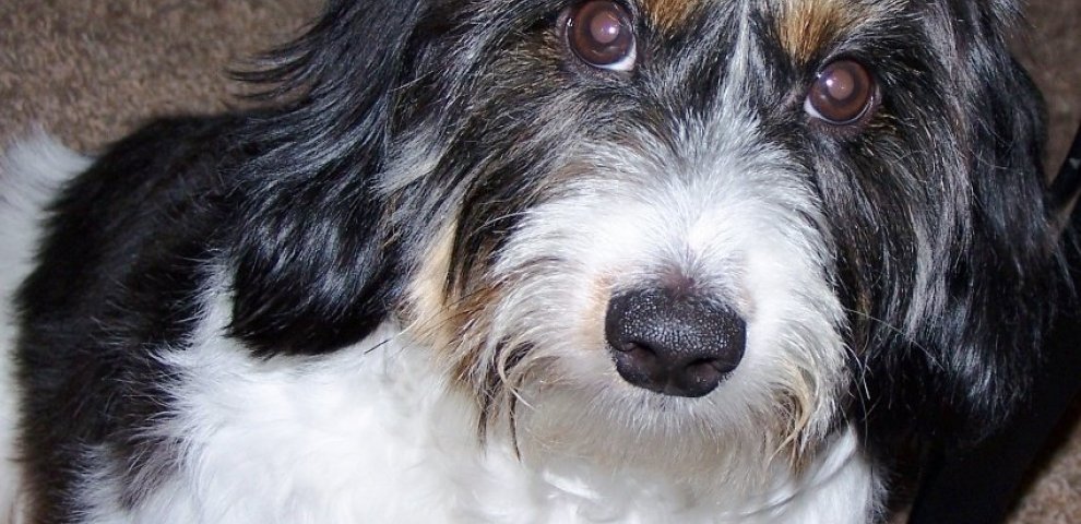 Travel drugs for dogs