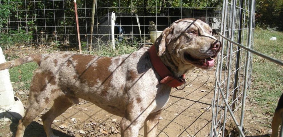 Travel N Blues Catahoula